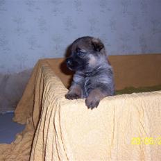 Schæferhund Heksehusets hexia de trix