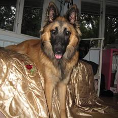 Tervueren Chico-Erik