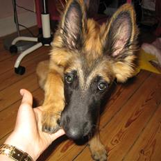 Tervueren Chico-Erik