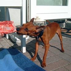 Dvaergpinscher Albert