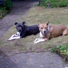 Amerikansk staffordshire terrier Junior