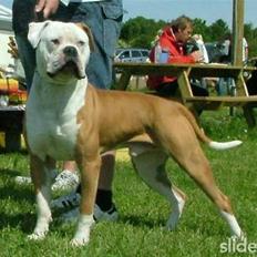 Amerikansk bulldog CH.Matheo"s Storm