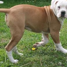 Amerikansk bulldog CH.Matheo"s Storm