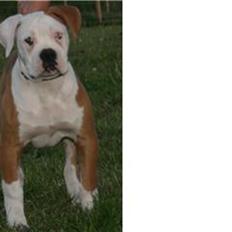 Amerikansk bulldog CH.Matheo"s Storm