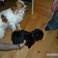 Blanding af racer LhasaPoo -  Frk. Poco