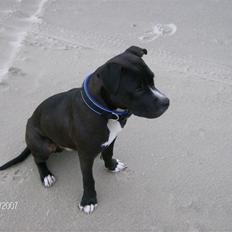 Amerikansk staffordshire terrier *Kato*