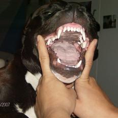 Amerikansk staffordshire terrier *Kato*