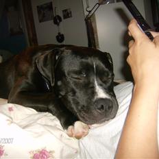 Amerikansk staffordshire terrier *Kato*