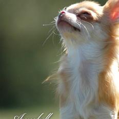 Chihuahua *Annabell <3*