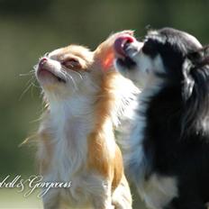 Chihuahua *Annabell <3*