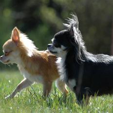 Chihuahua *Annabell <3*