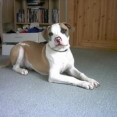 Amerikansk bulldog Kenzo
