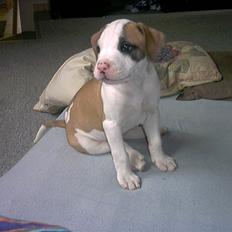 Amerikansk bulldog Kenzo