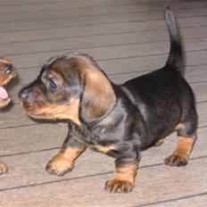 Gravhund » ' • Molly