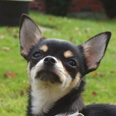 Chihuahua ** Cereza **