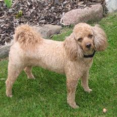 Dværgpuddel Clausen