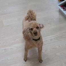 Dværgpuddel Clausen