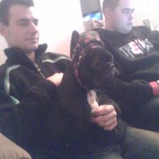 Fransk bulldog Malou