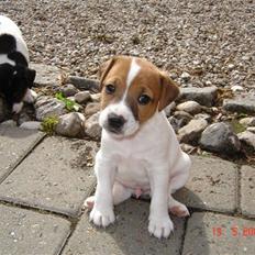 Jack russell terrier Albert