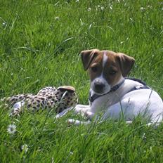 Jack russell terrier Albert