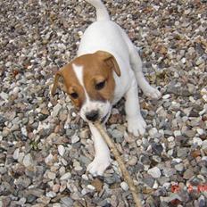 Jack russell terrier Albert