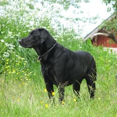 Blanding af racer Samson Labratineren