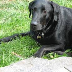 Blanding af racer Samson Labratineren