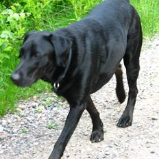 Blanding af racer Samson Labratineren