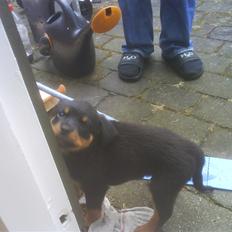 Rottweiler Eline (Esprit) 