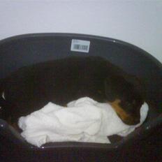 Rottweiler Eline (Esprit) 