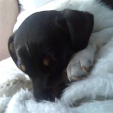 Dansk svensk gaardhund Kika
