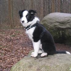 Border collie Karlo