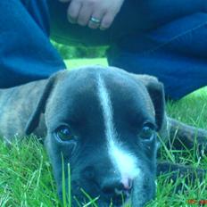 Blanding af racer johnson