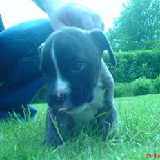 Blanding af racer johnson