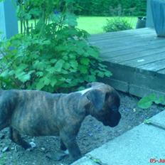 Blanding af racer johnson