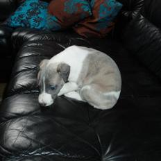 Whippet Newkins Matrix