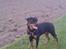 Rottweiler Bailey * R.I.P *