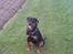 Rottweiler Bailey * R.I.P *