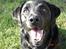 Labrador retriever Henneberg´s Elvis <3 - nyt !    heyy welkommen til Elvis´s profil gi en kommentar og bedøm mig så blir jeg glade !