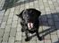 Labrador retriever Henneberg´s Elvis <3 - nyt ! hejsa folkens og hunde :)