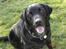 Labrador retriever Henneberg´s Elvis <3 - nyt ! er jeg ikke bare kær ?
