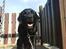 Labrador retriever Henneberg´s Elvis <3 - jeg er kongeen :=)