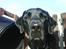 Labrador retriever Henneberg´s Elvis <3 - dræber blikket :)