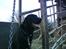 Labrador retriever Henneberg´s Elvis <3 - Elvis over på skolen 