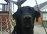 Labrador retriever Henneberg´s Elvis <3 - hvornår skal vi afsted ??