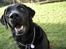 Labrador retriever Henneberg´s Elvis <3 - nyt ! tag et billede af mig stine..! nu nu...