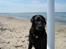 Labrador retriever Henneberg´s Elvis <3 - har lige været i vandet dejligt