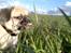 Blanding af racer Tyson (Mops/Tibber) - 13 uger