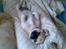 Blanding af racer Tyson (Mops/Tibber) - 22 uger