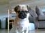 Blanding af racer Tyson (Mops/Tibber) - 24 uger